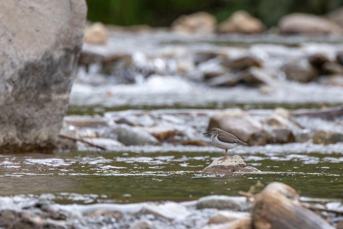 Spotted Sandpiper - ML623373950