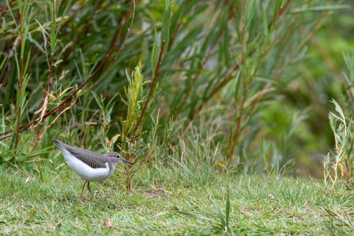 Spotted Sandpiper - ML623373951