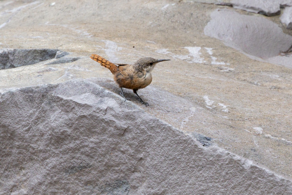 Canyon Wren - ML623373961