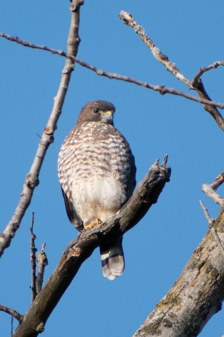Broad-winged Hawk - Andrea Heine