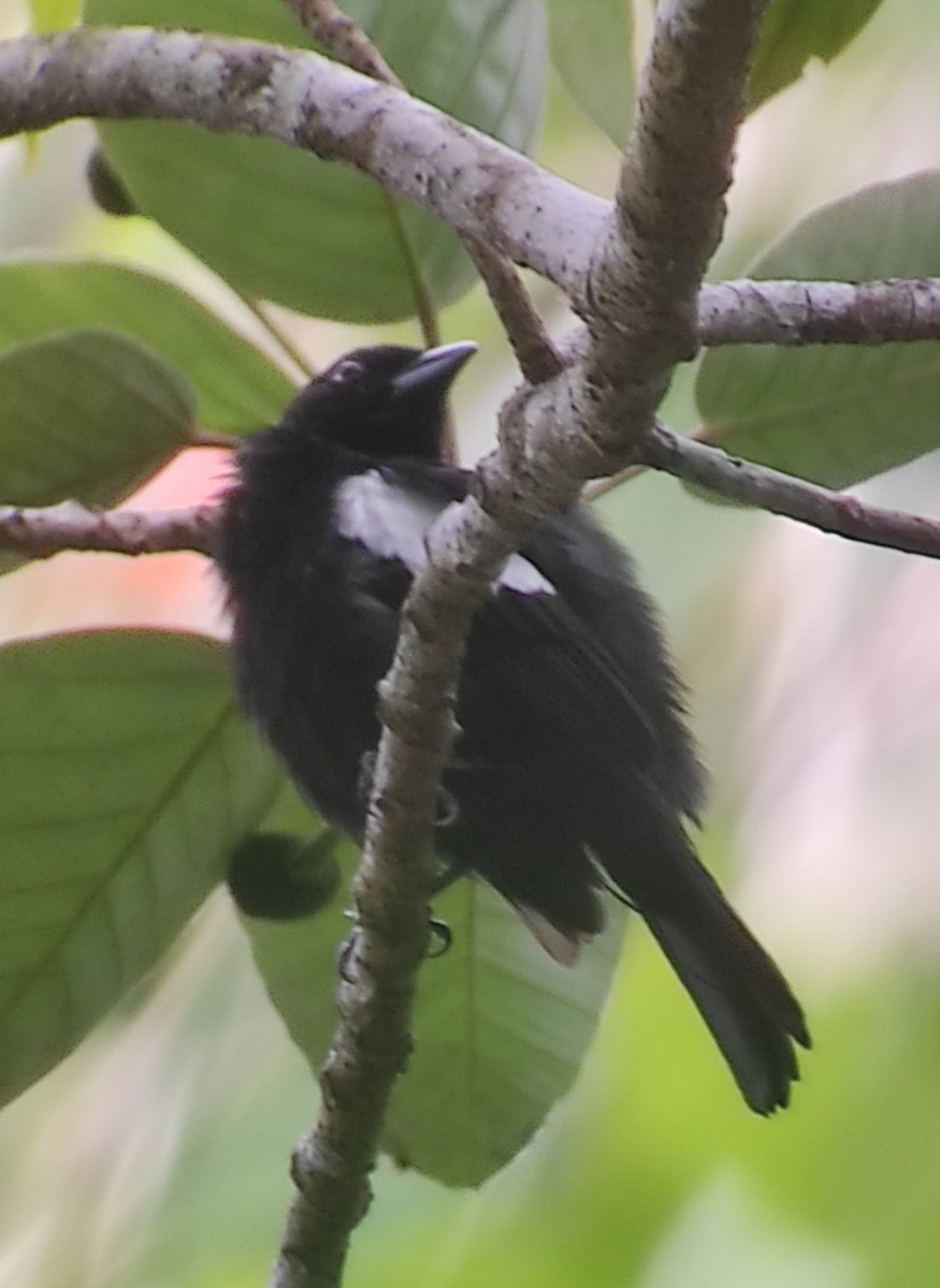 White-shouldered Tanager - ML623373964