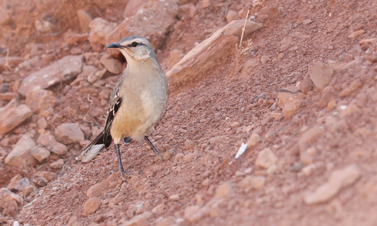 Patagonian Mockingbird - ML623373972