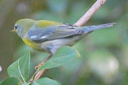 Northern Parula - Steven Hall