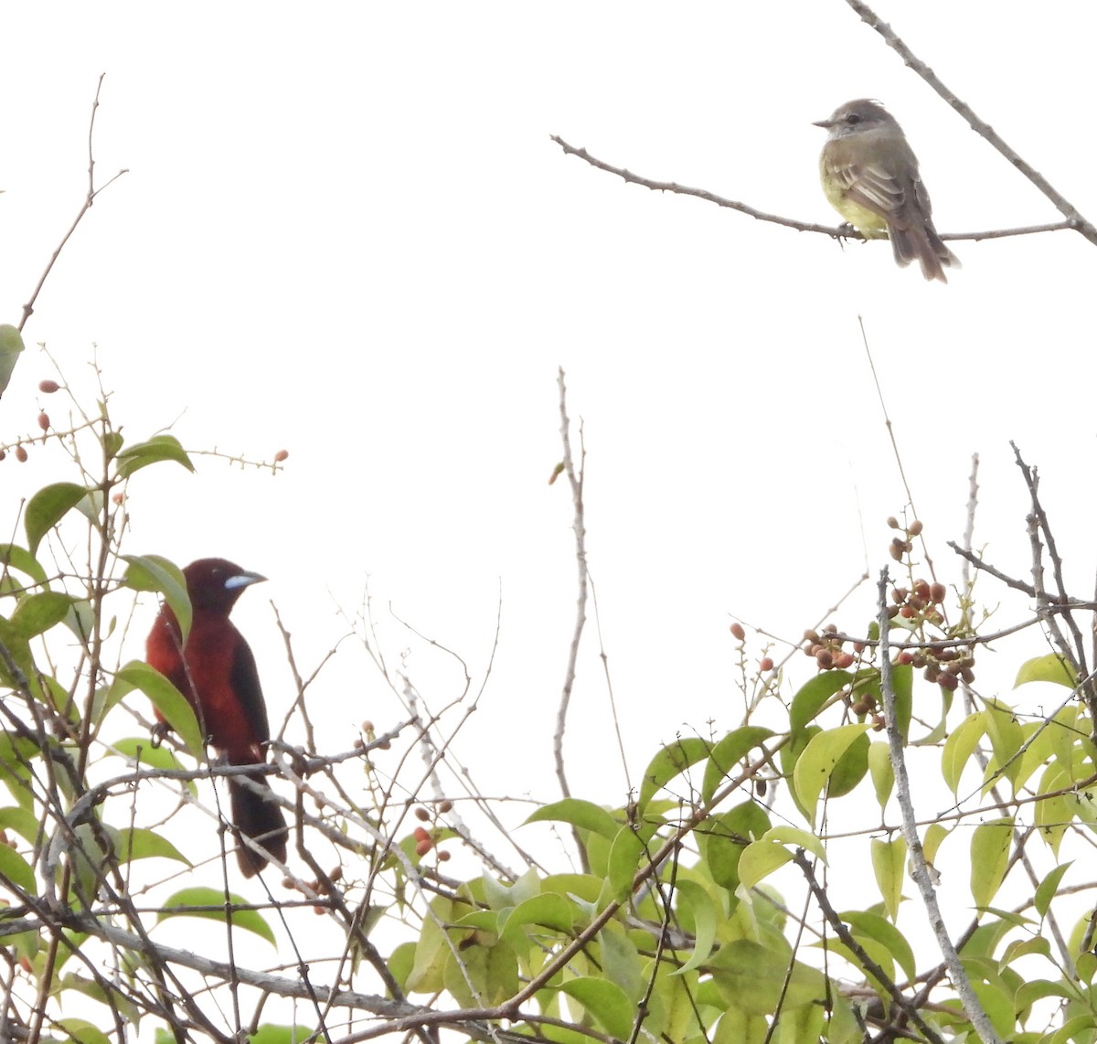 Northern Tropical Pewee - ML623374018