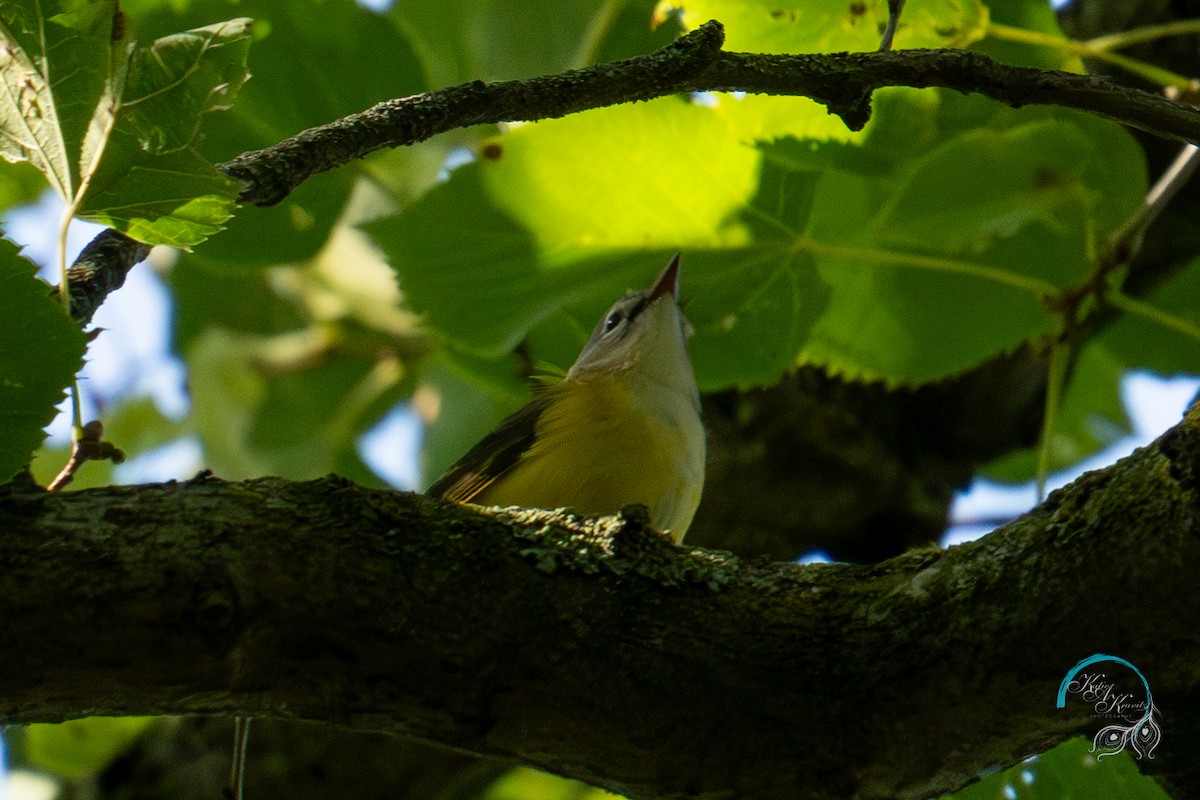 American Redstart - ML623374034