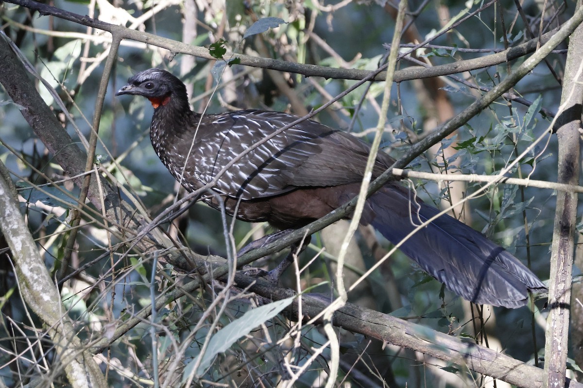 Pénélope des yungas - ML623374041