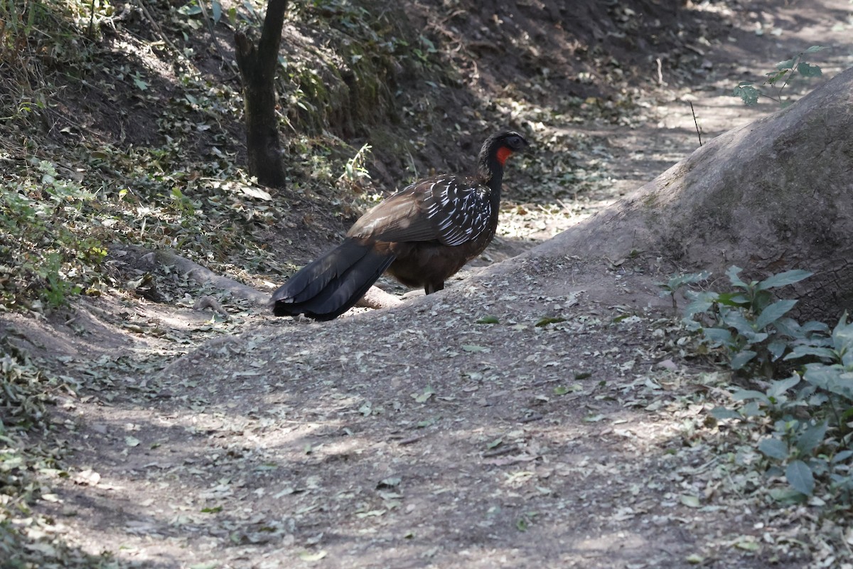 Pénélope des yungas - ML623374042