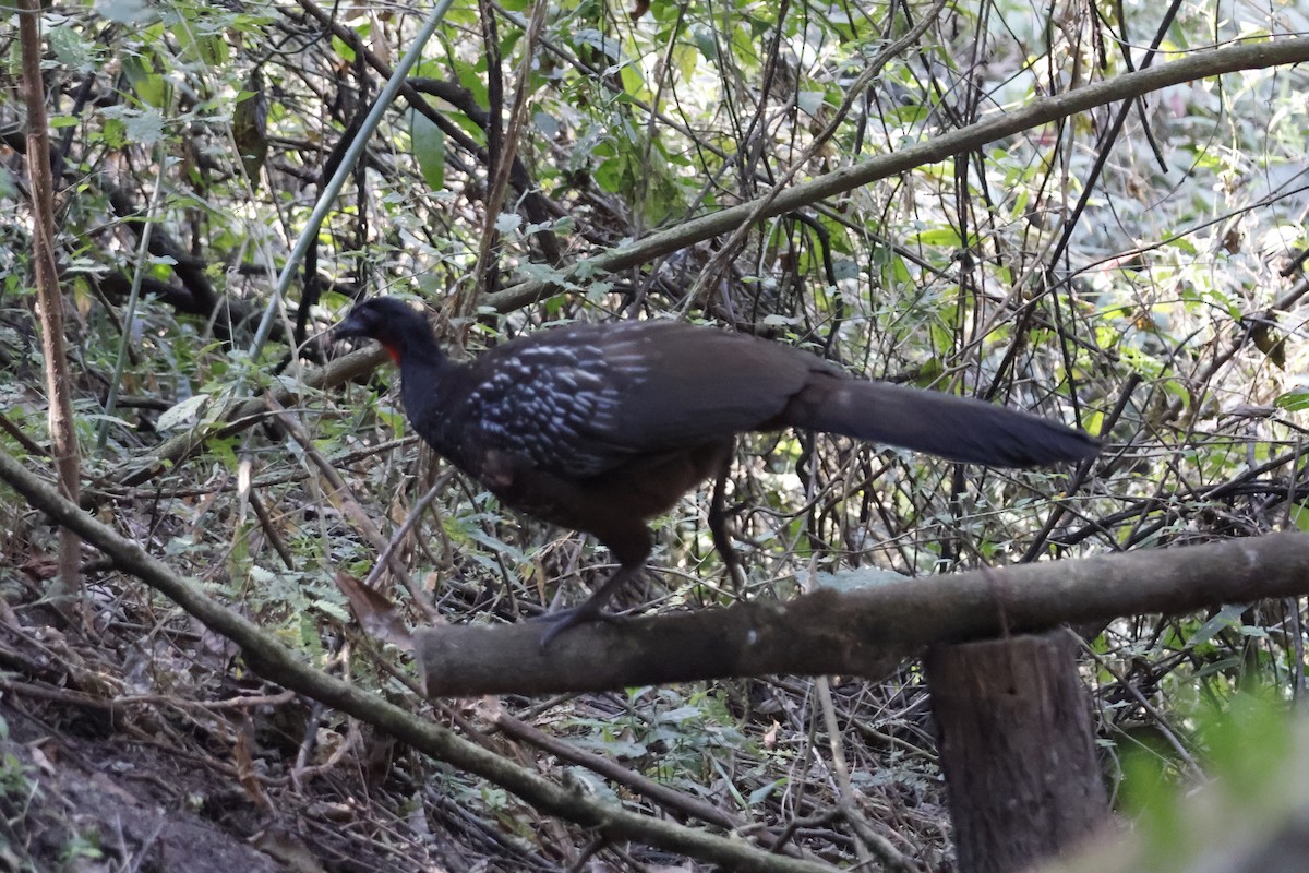 Pénélope des yungas - ML623374043