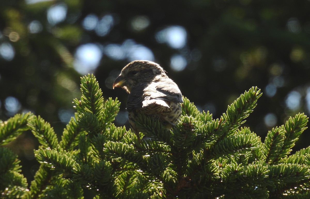 Mokoker arrunta - ML623374049