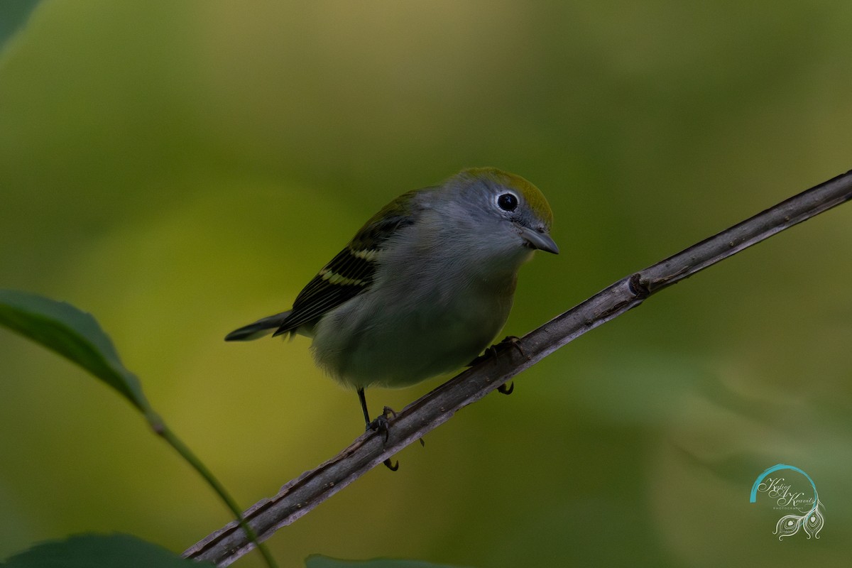 Chestnut-sided Warbler - ML623374082