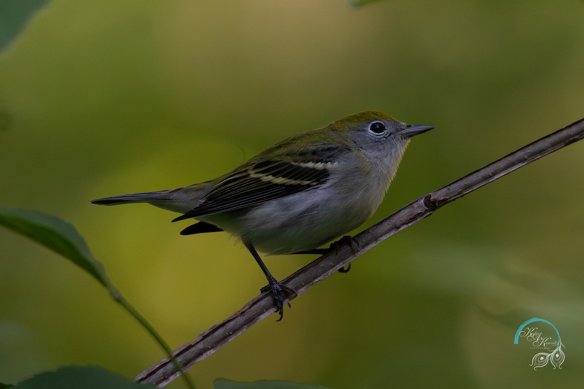 Chestnut-sided Warbler - ML623374083