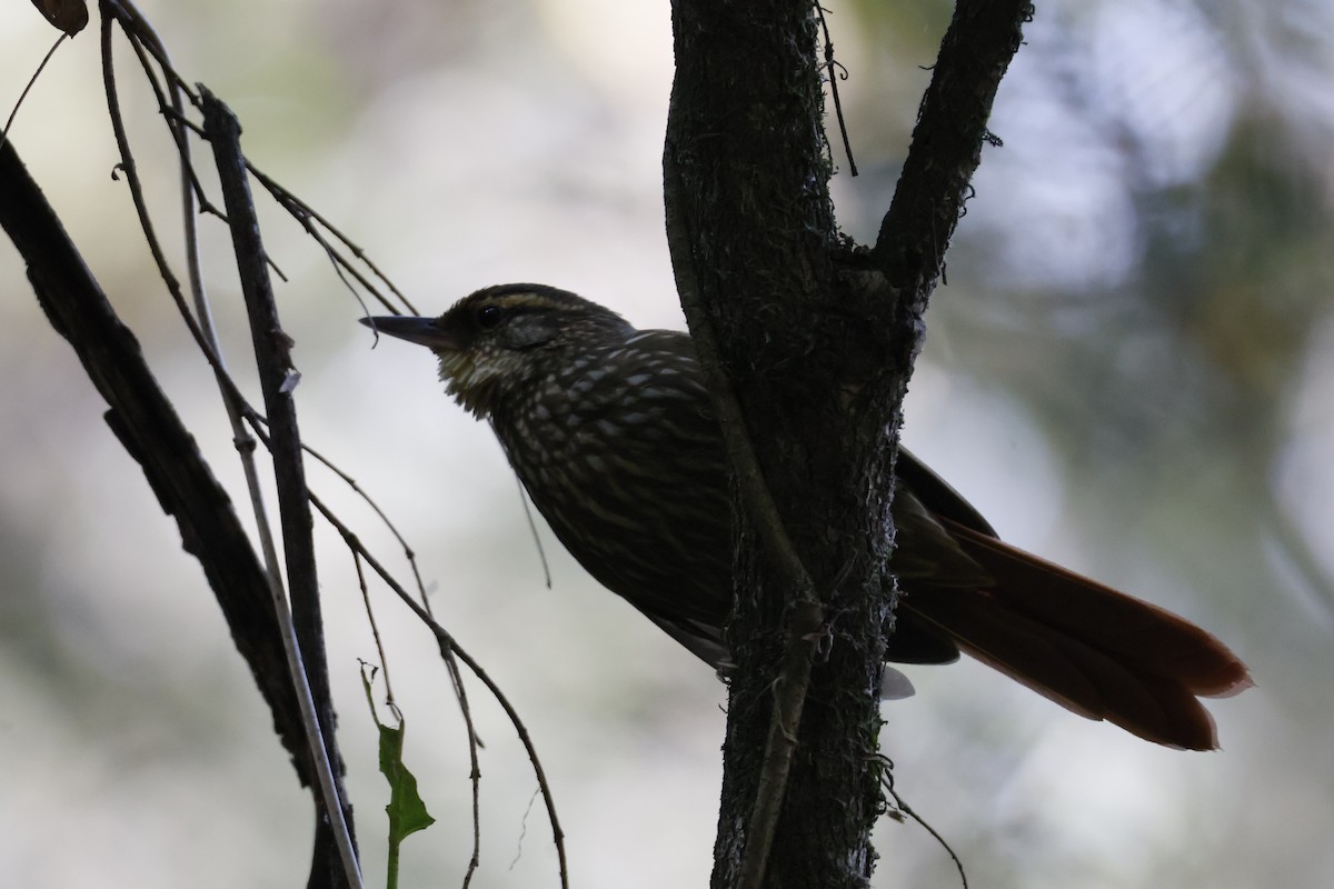 Buff-browed Foliage-gleaner - ML623374112