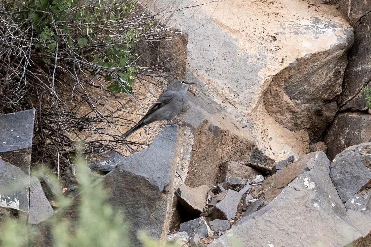 Townsend's Solitaire - ML623374128