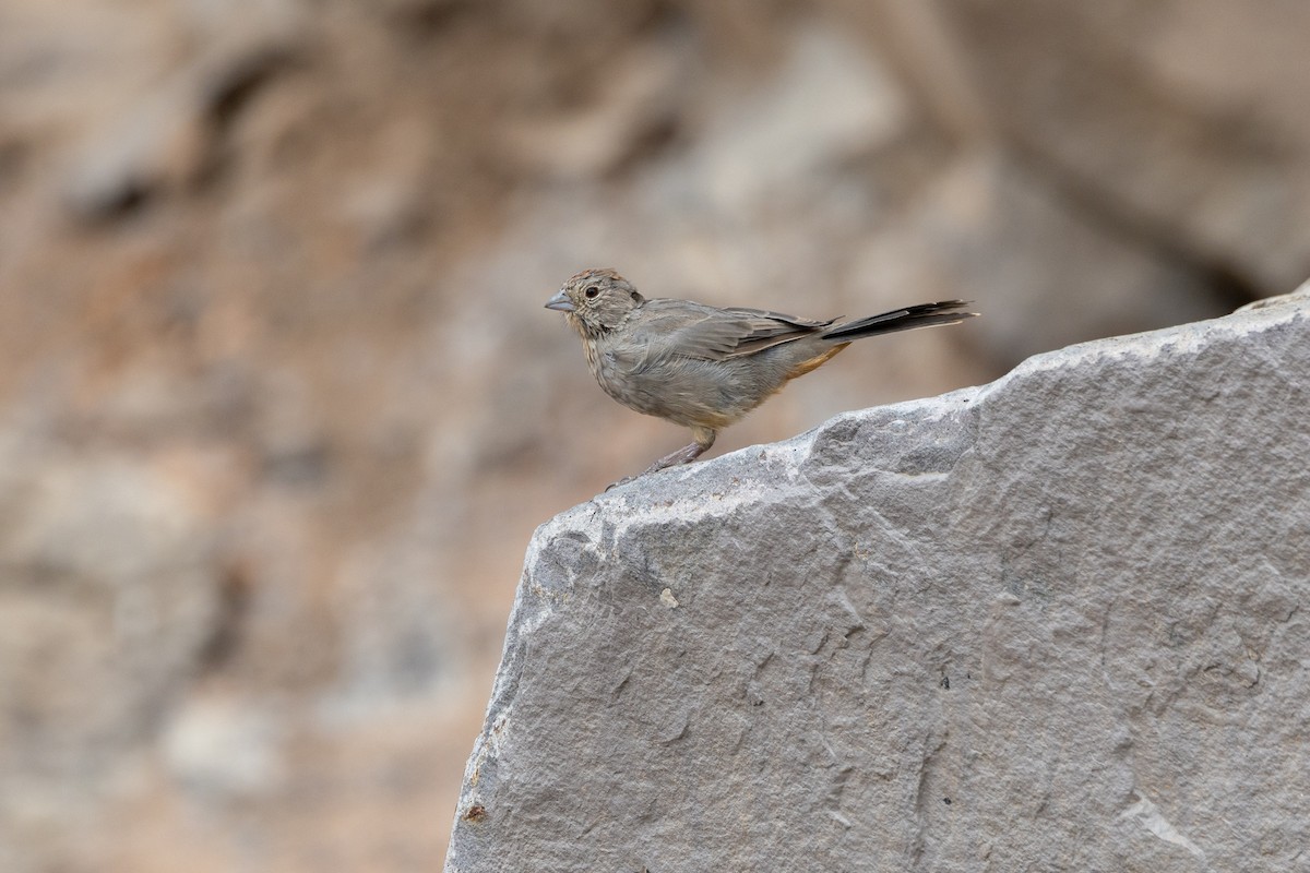 Canyon Towhee - ML623374145