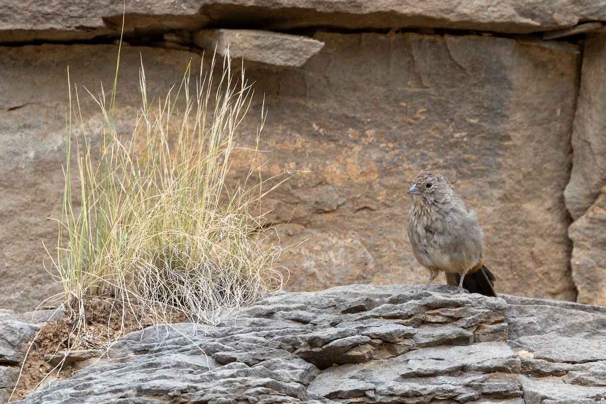 Canyon Towhee - ML623374146