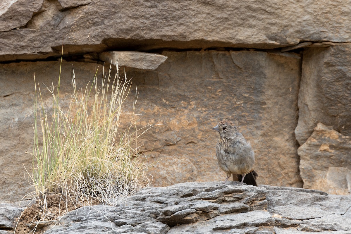 Canyon Towhee - ML623374147