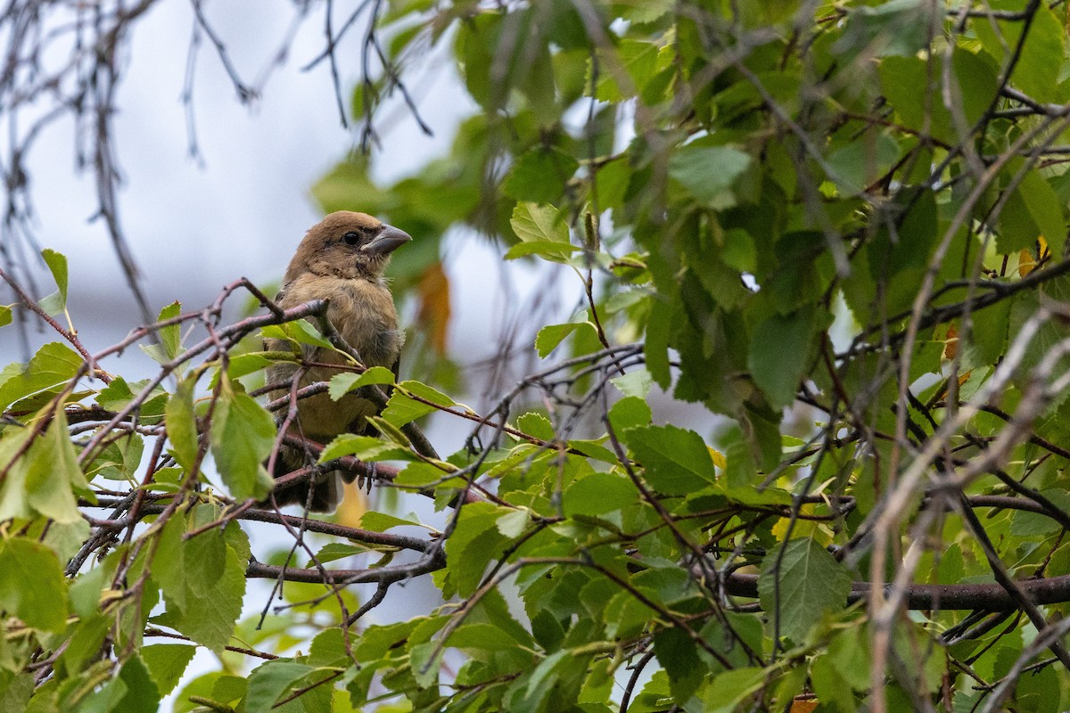 Blue Grosbeak - ML623374153