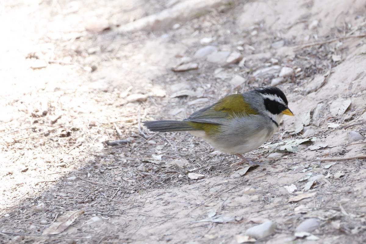 Moss-backed Sparrow - ML623374186