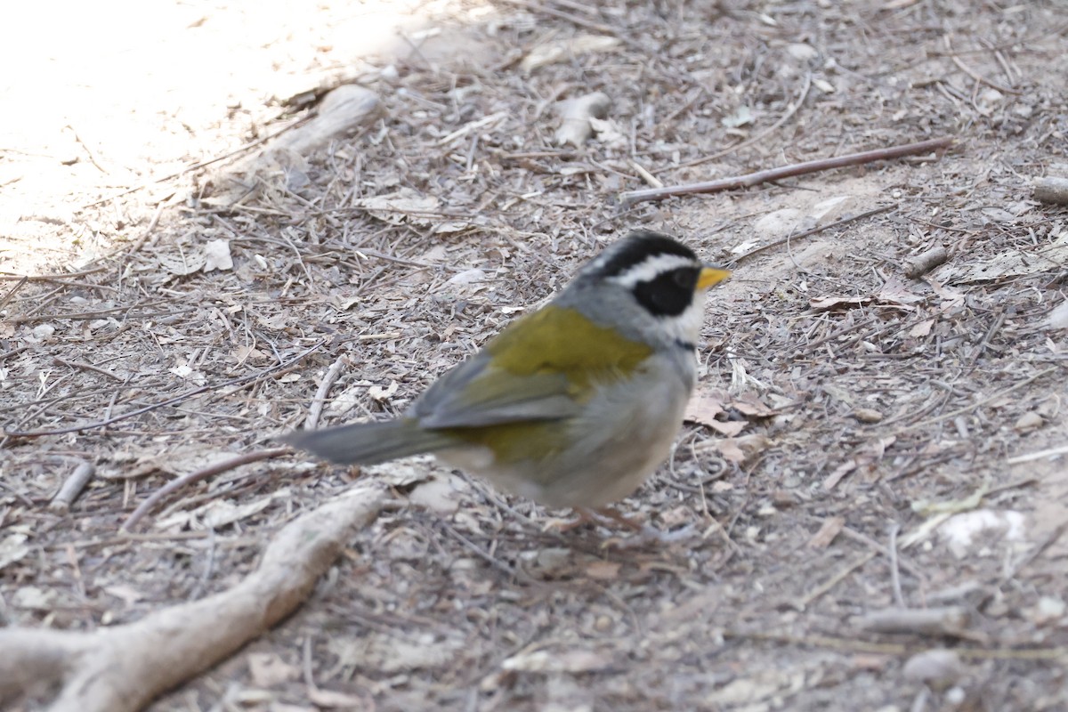 Moss-backed Sparrow - ML623374187