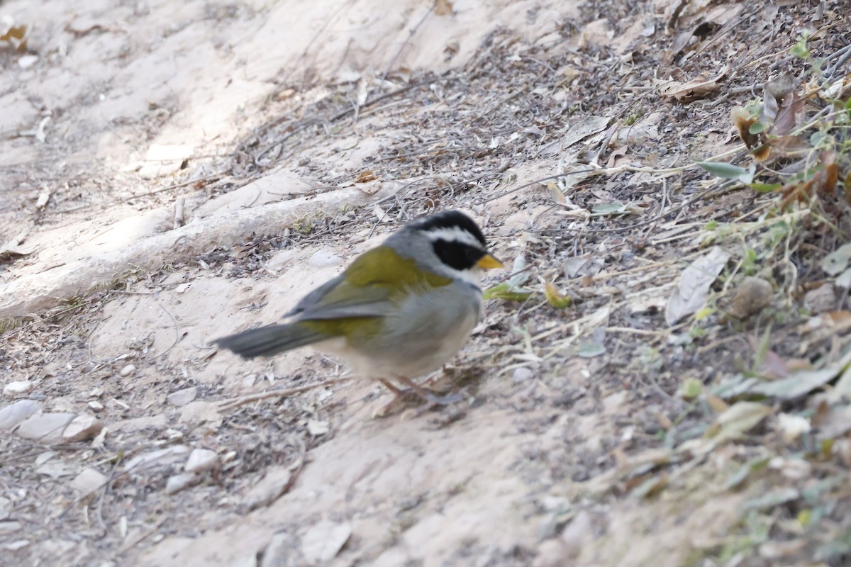 Moss-backed Sparrow - ML623374188