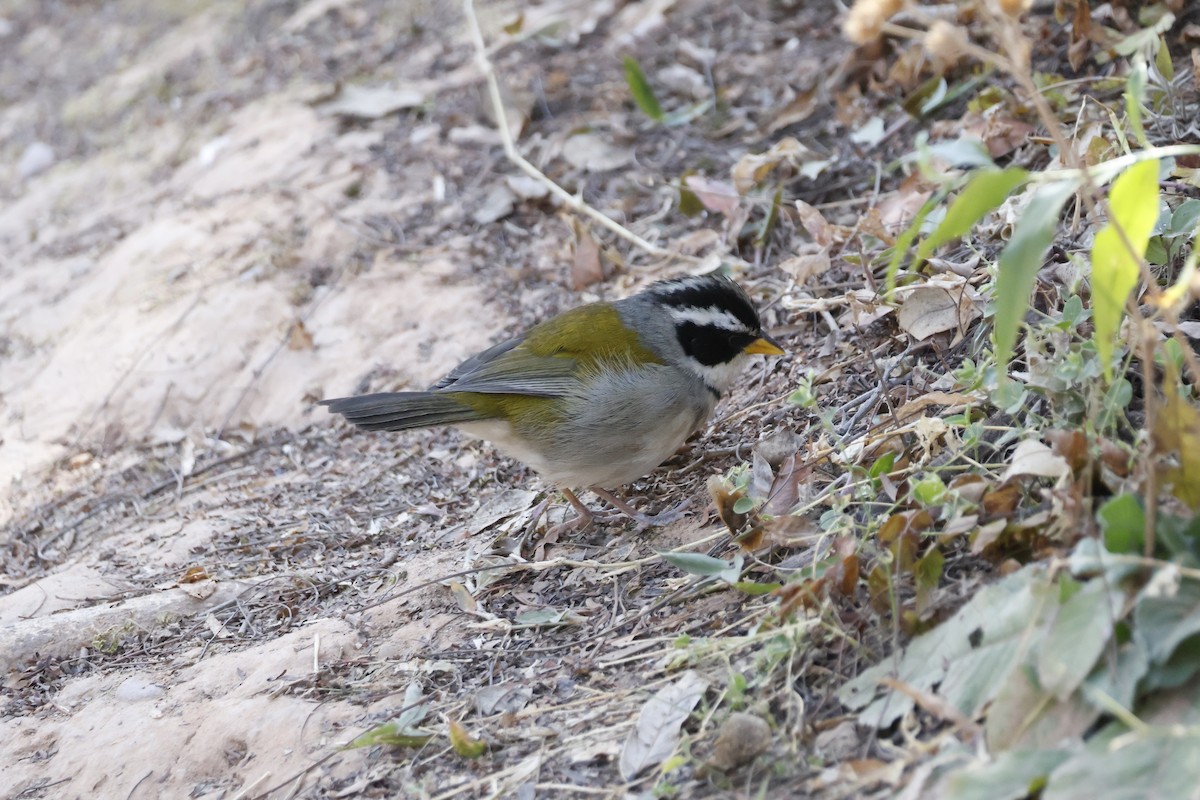 Moss-backed Sparrow - ML623374189