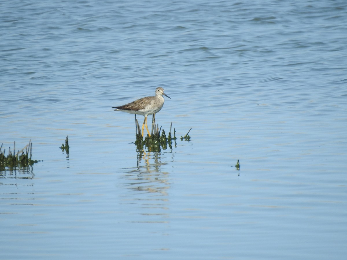 Greater Yellowlegs - Germ Germain