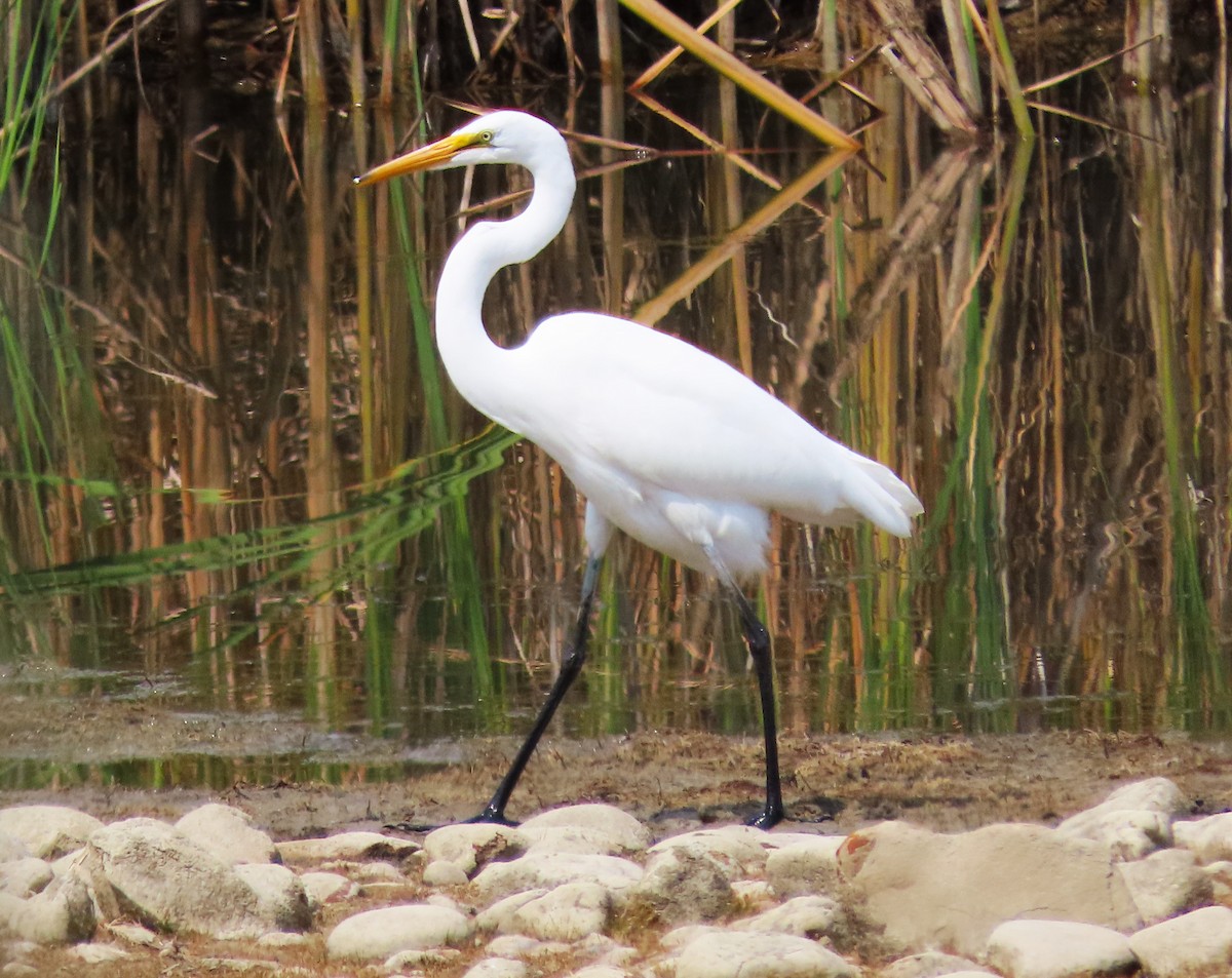 Great Egret - ML623374196