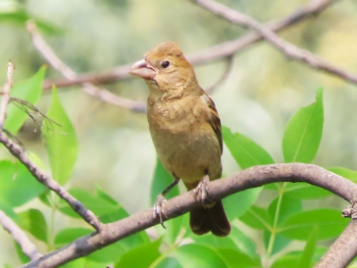 Blue Grosbeak - ML623374206