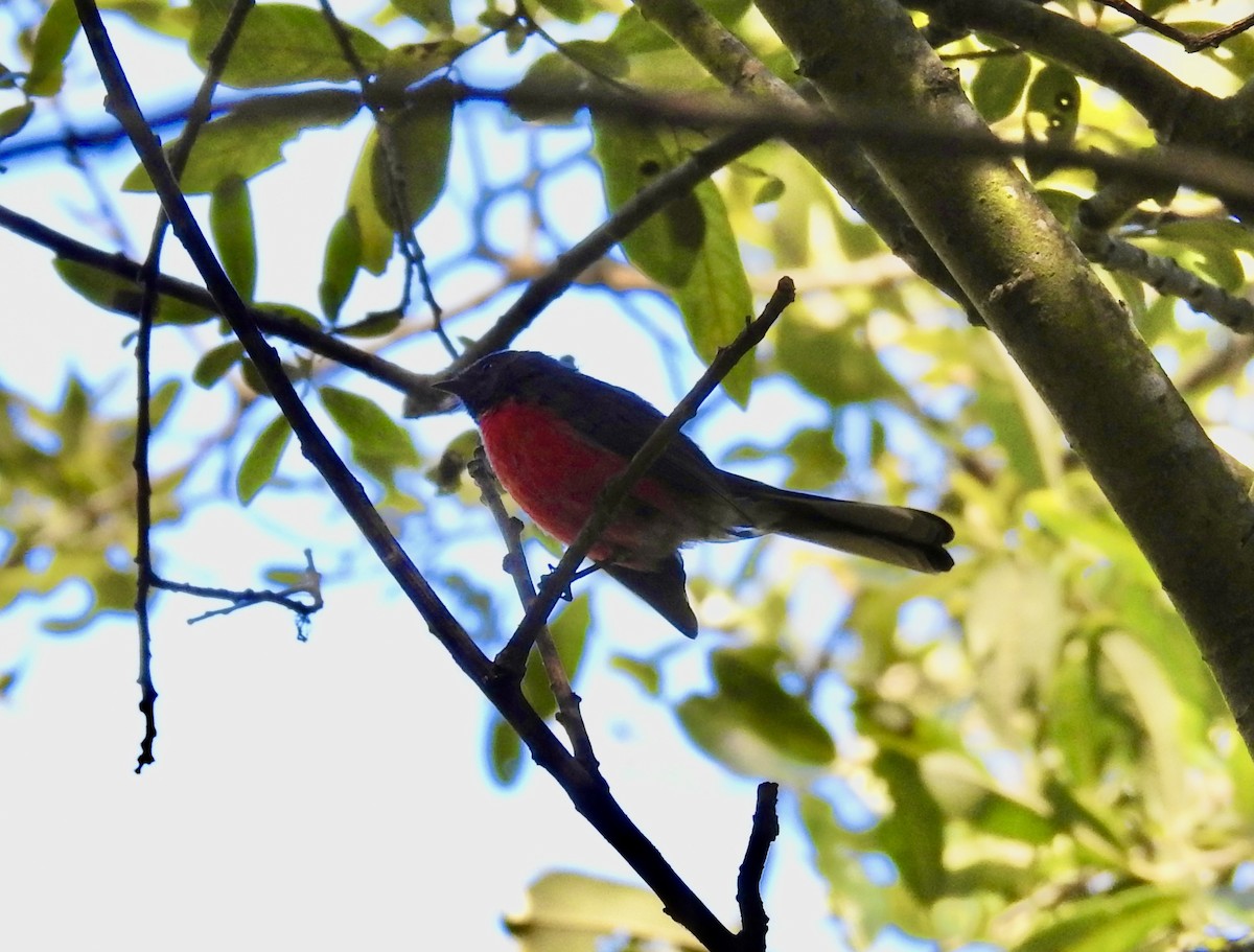 Slate-throated Redstart - ML623374214