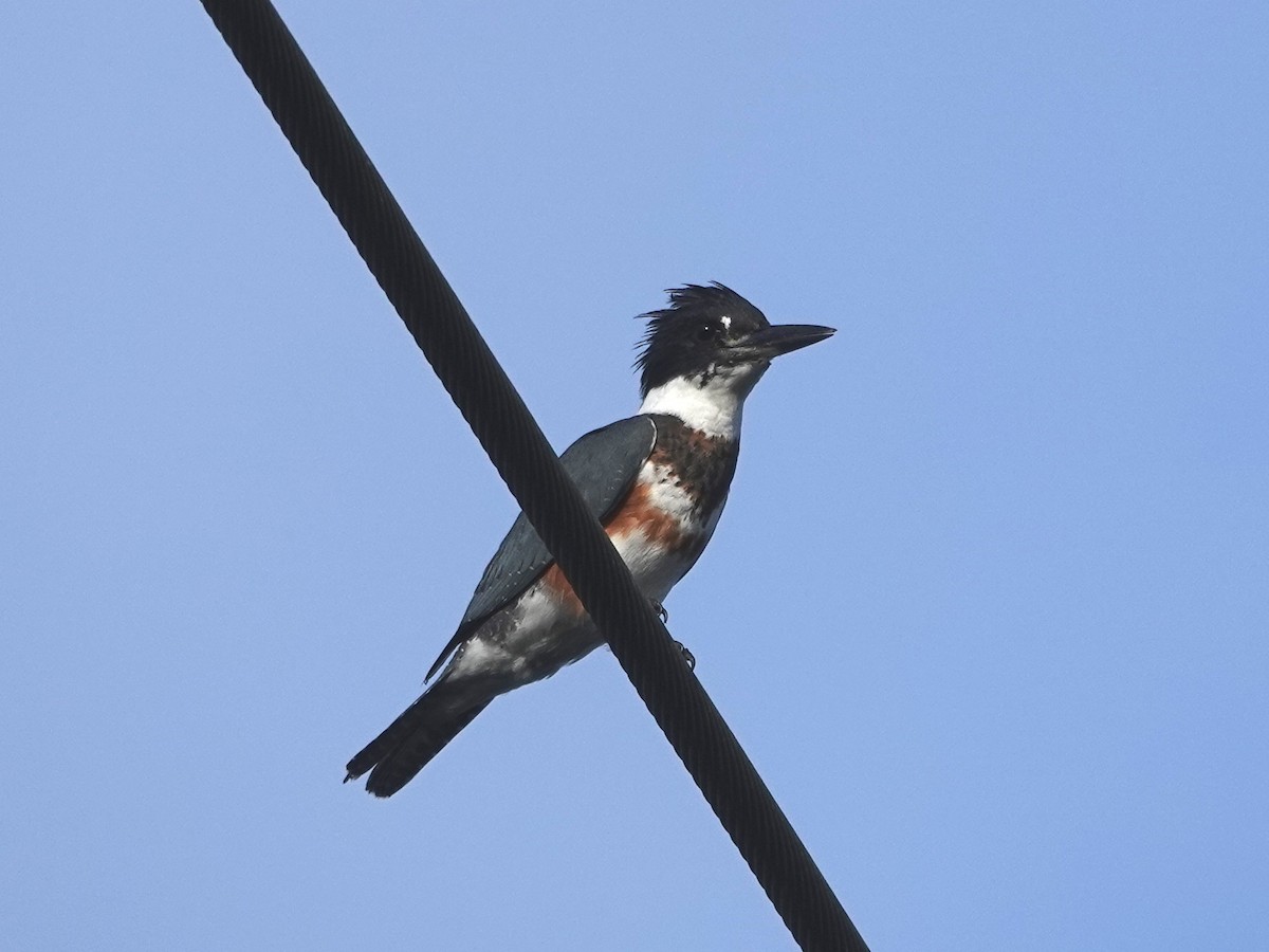 Belted Kingfisher - ML623374237