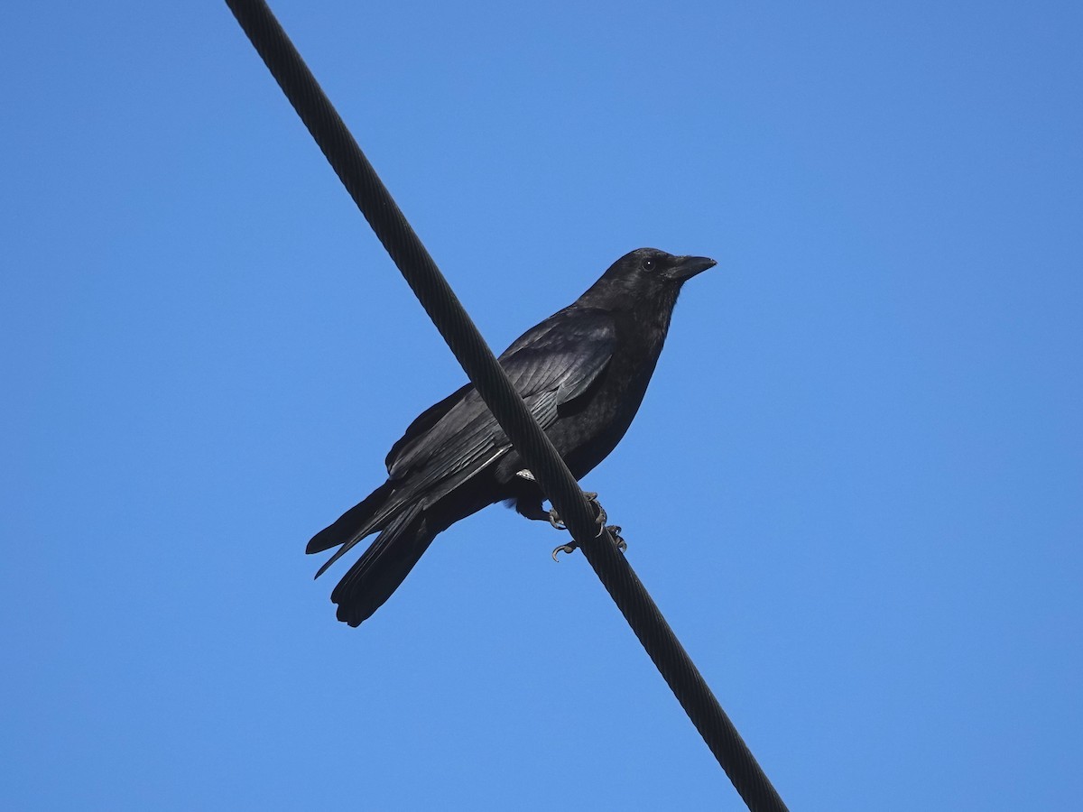 American Crow - ML623374256