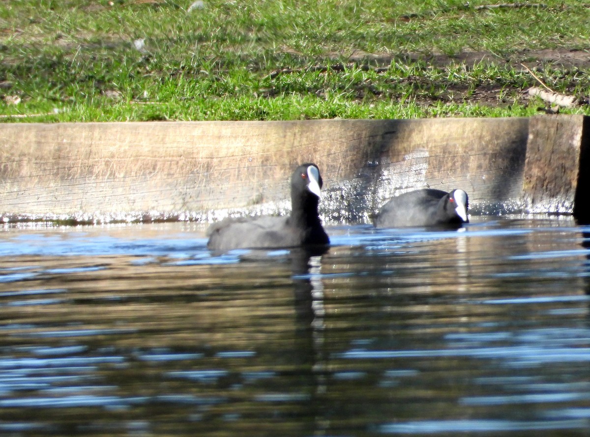 Eurasian Coot - ML623374258