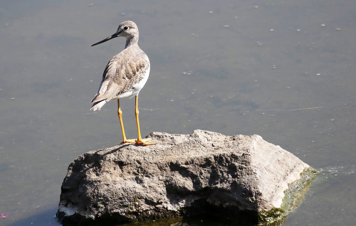 Greater Yellowlegs - ML623374269