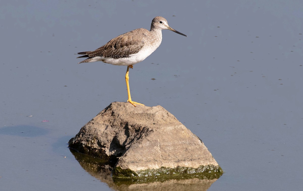 Greater Yellowlegs - ML623374270