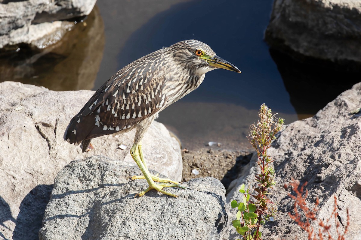 Black-crowned Night Heron - ML623374282