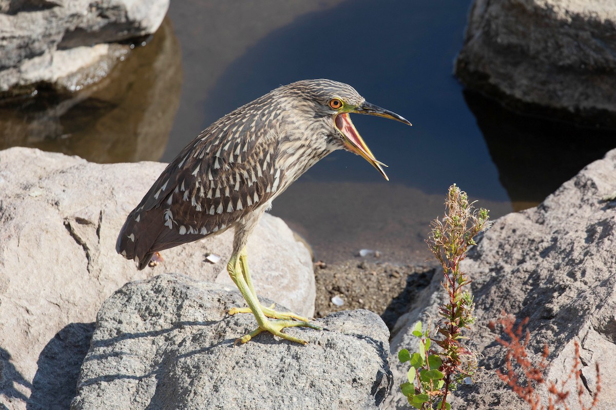 Black-crowned Night Heron - ML623374283