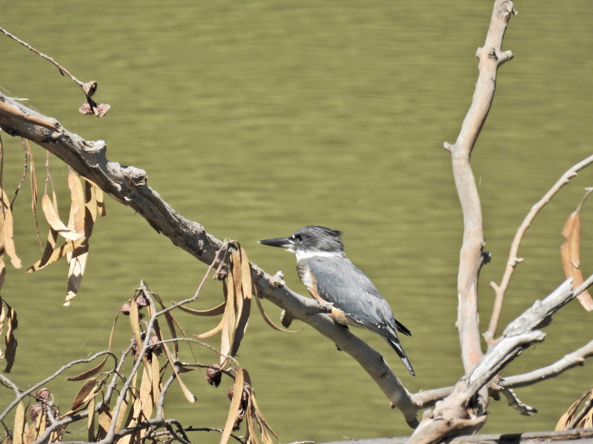 Belted Kingfisher - ML623374328