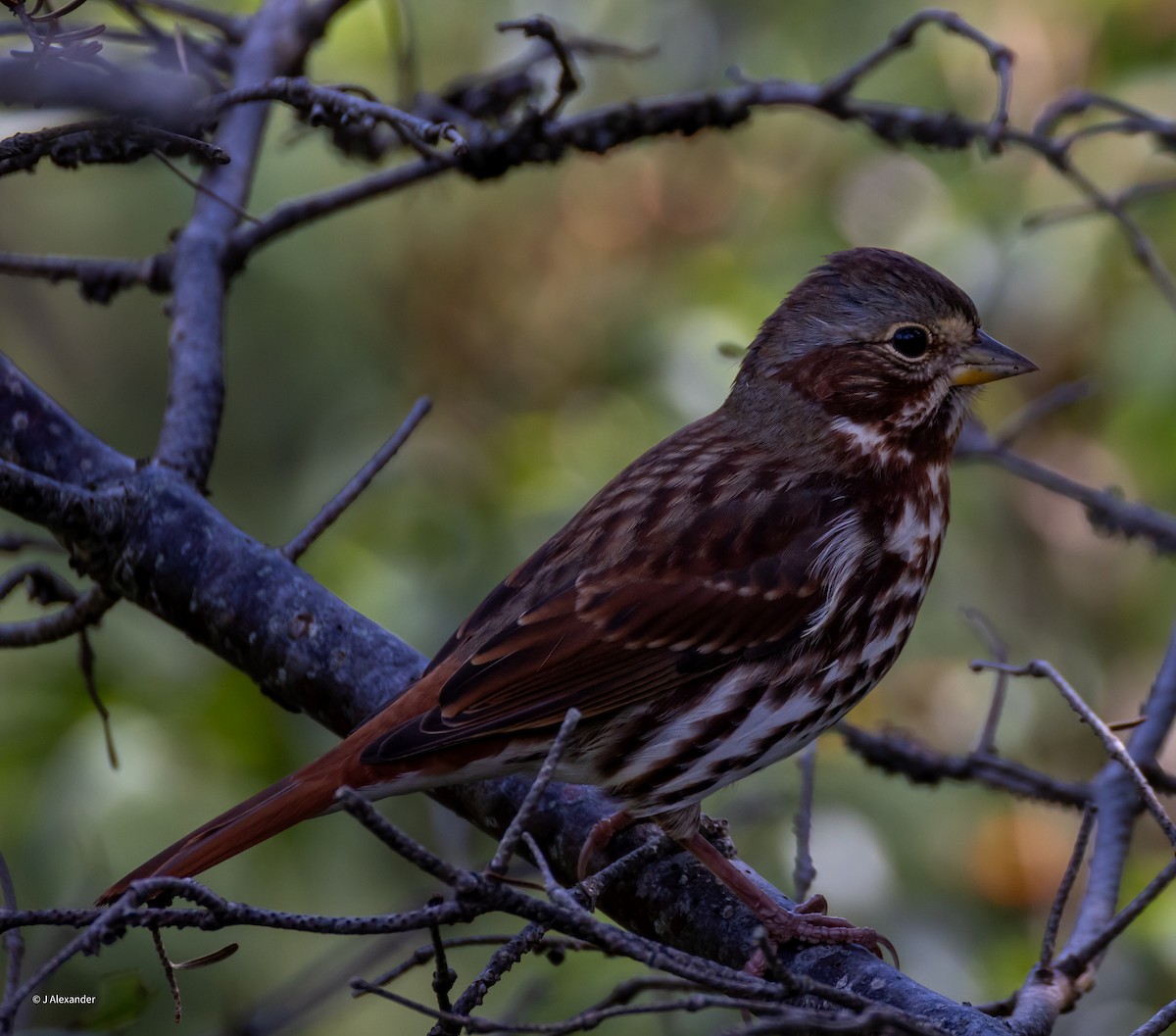 Fox Sparrow (Red) - ML623374336