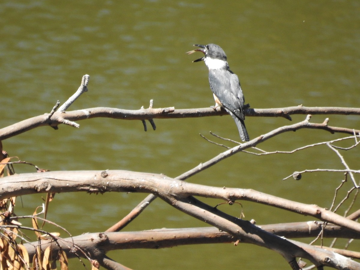 Belted Kingfisher - ML623374337