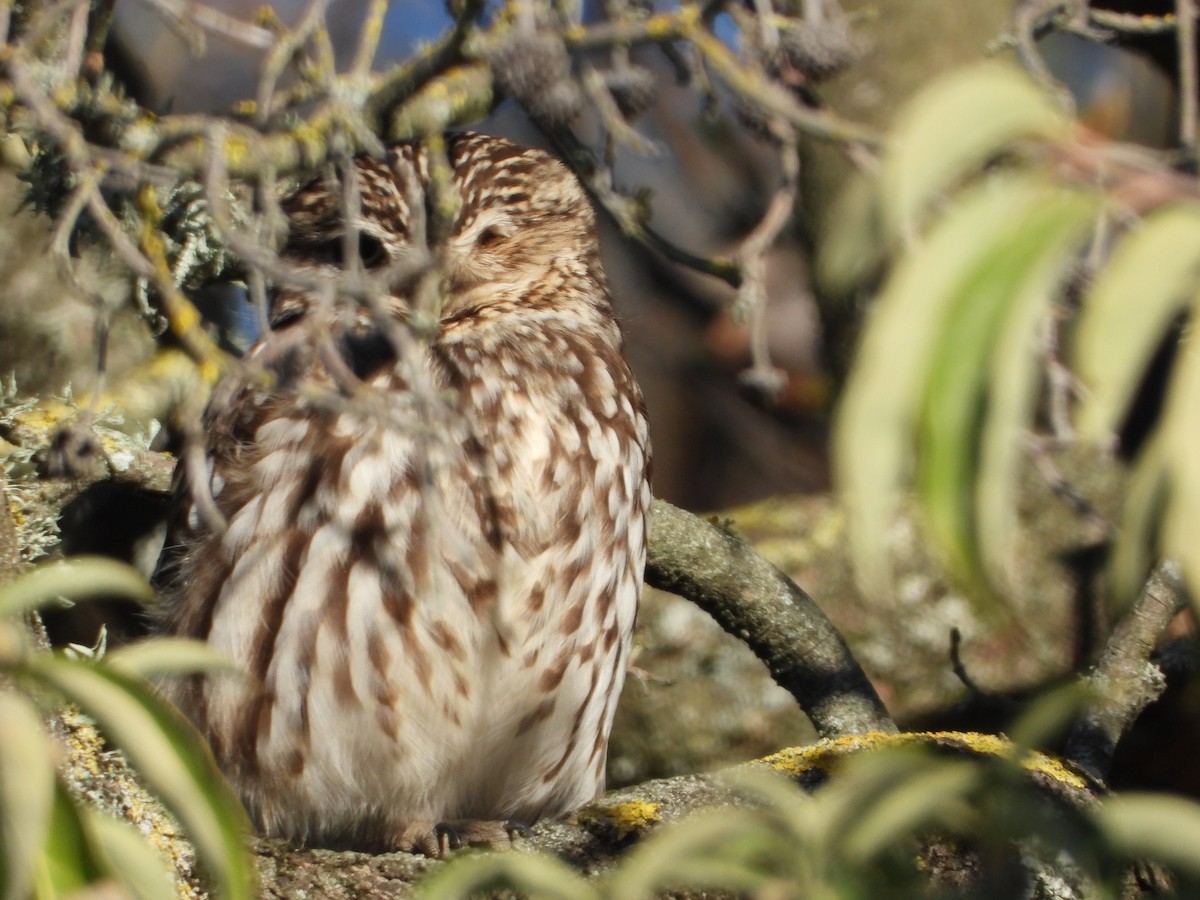 Little Owl - Janet Burton