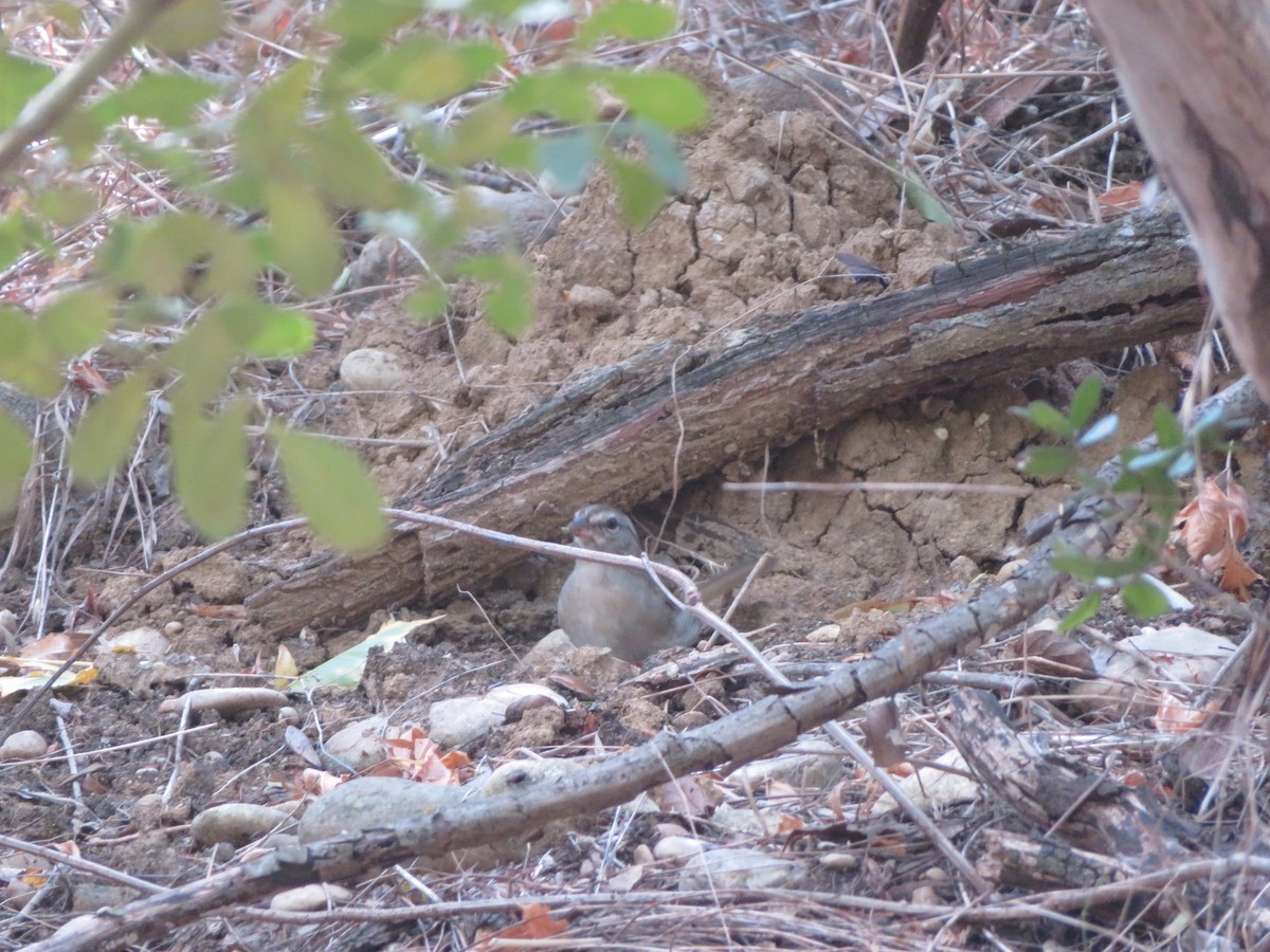 Olive Sparrow - ML623374378