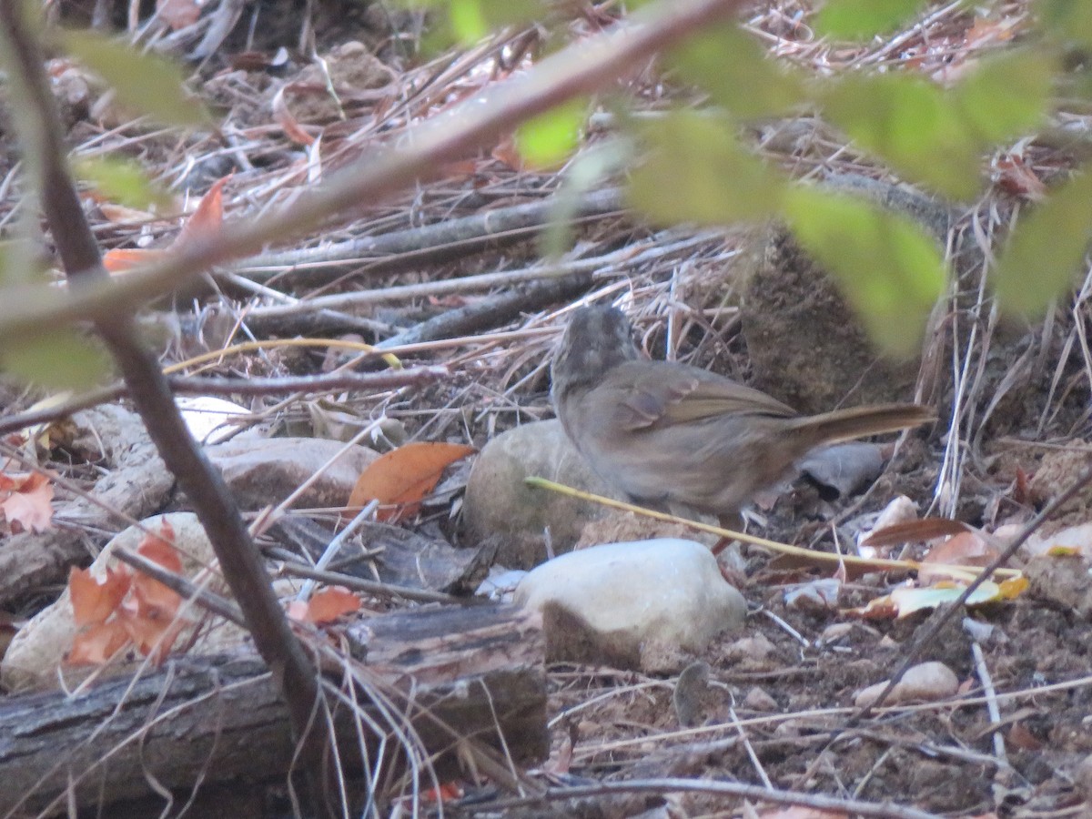 Olive Sparrow - ML623374379