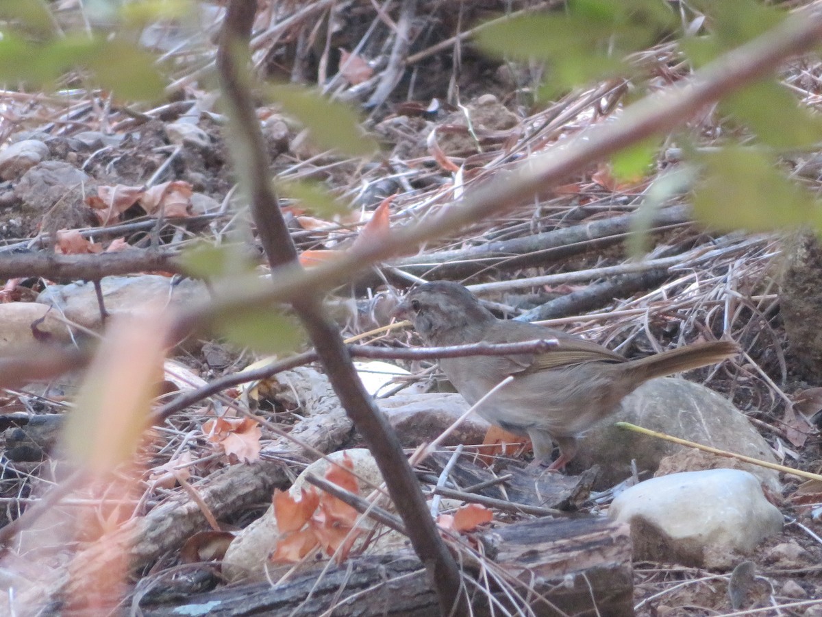 Olive Sparrow - ML623374380