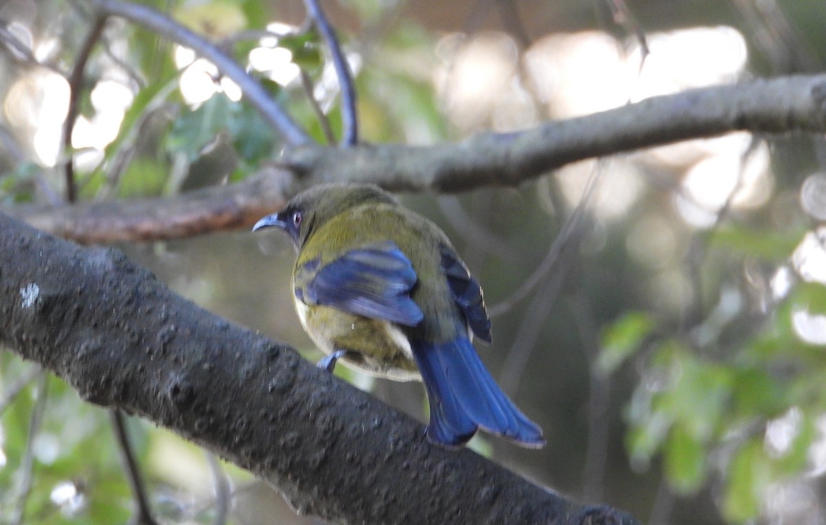 New Zealand Bellbird - ML623374388