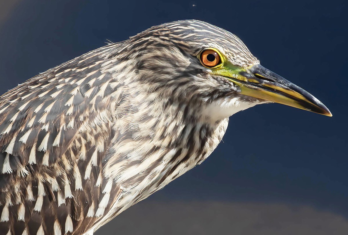 Black-crowned Night Heron - ML623374397