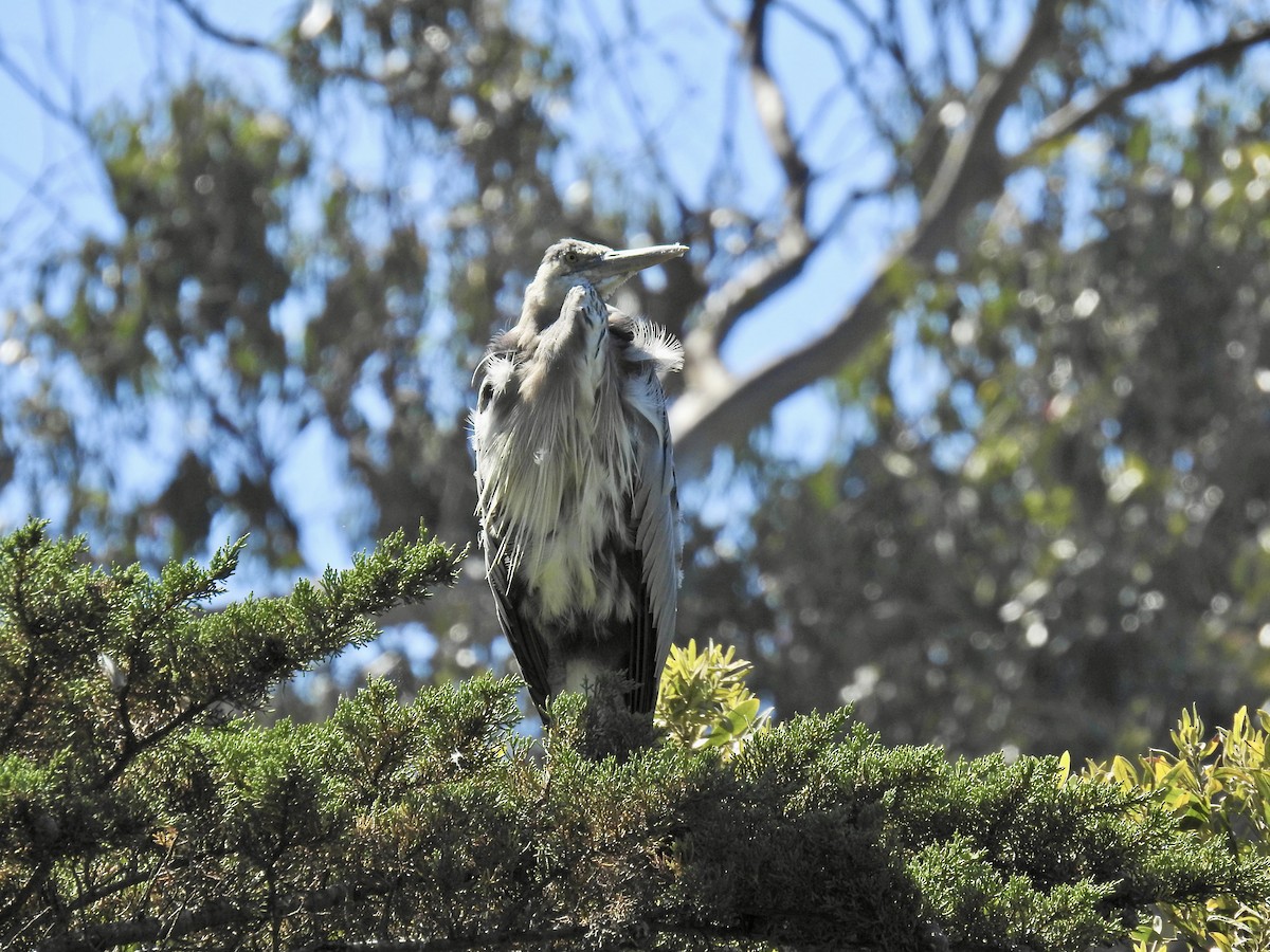 Great Blue Heron - ML623374403