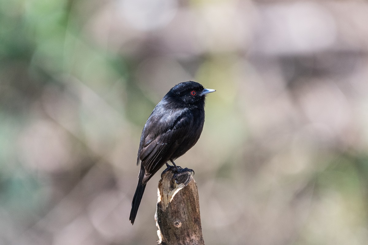 Blue-billed Black-Tyrant - ML623374409