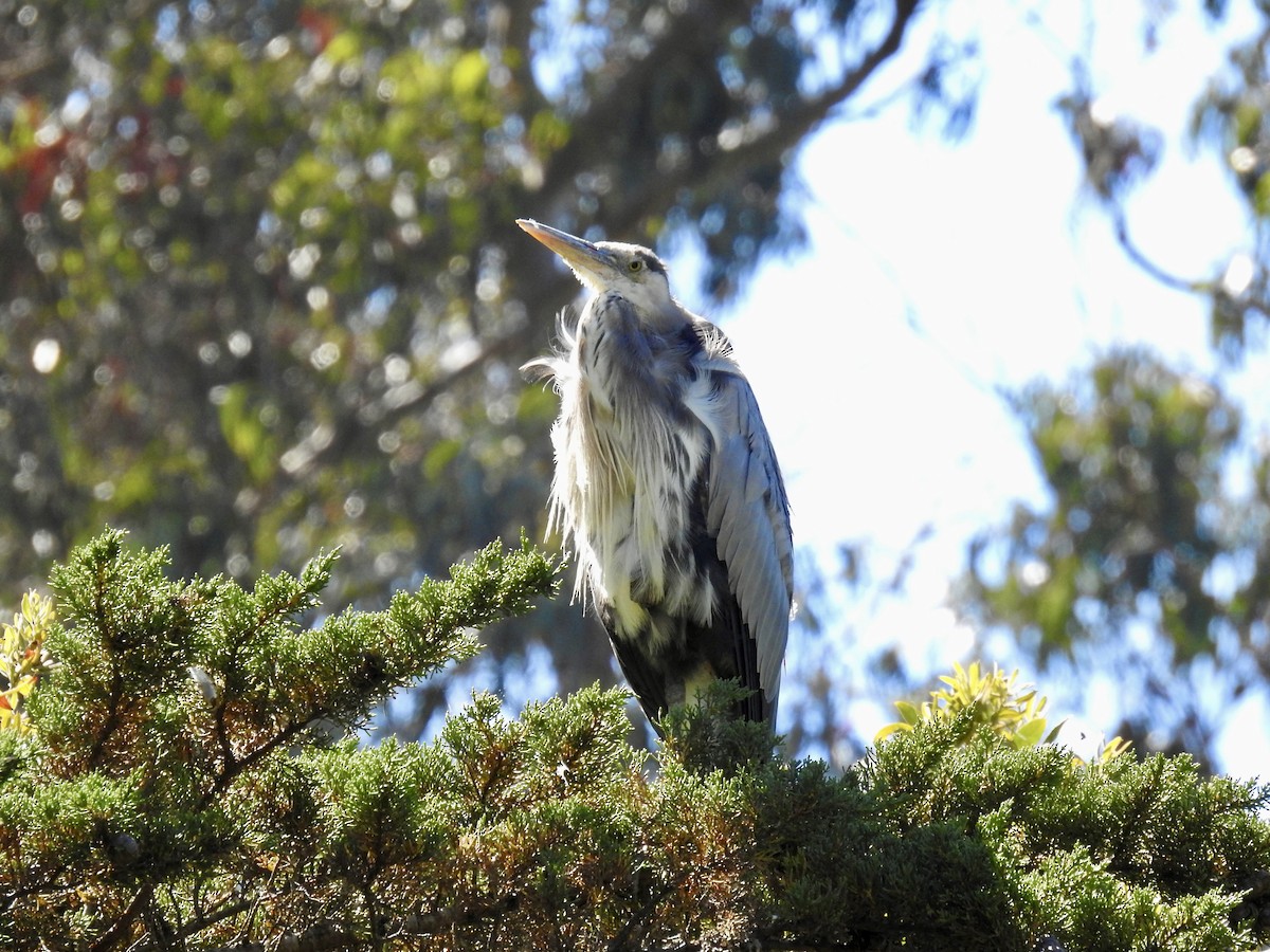 Great Blue Heron - ML623374413