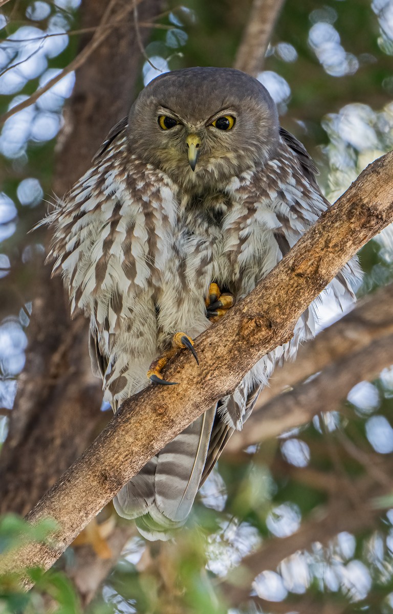 Barking Owl - Jess Chow