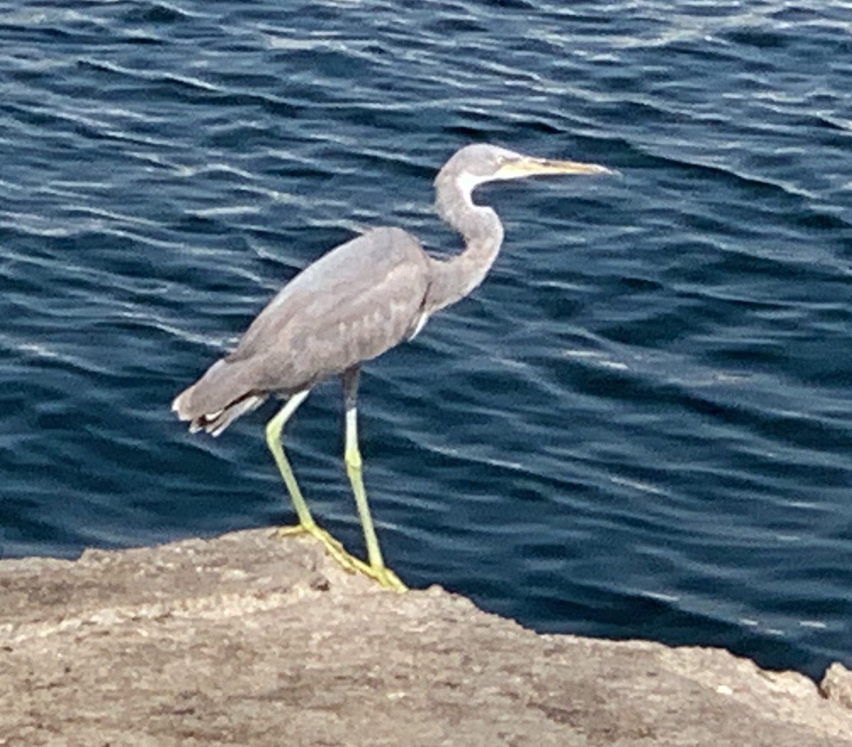 Western Reef-Heron - ML623374510